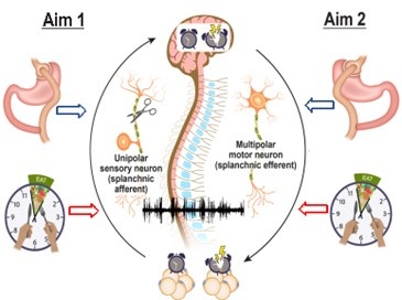 image showing Adipose Tissue and Central Clock Via Splanchnic Nerve 