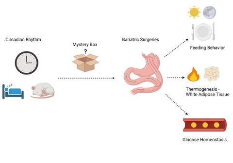 graphic showing Circadian Rhythms and Bariatric Surgeries