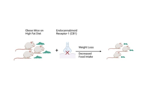 Graphic should obese mice > blocked endocannabinoid receptor > weight loss
